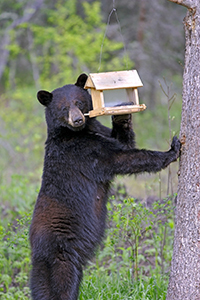black bear standing up with paw on bird feeder