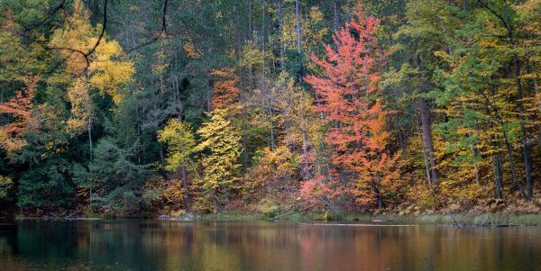 Autumn leaves in the Pigeon River Country State Forest