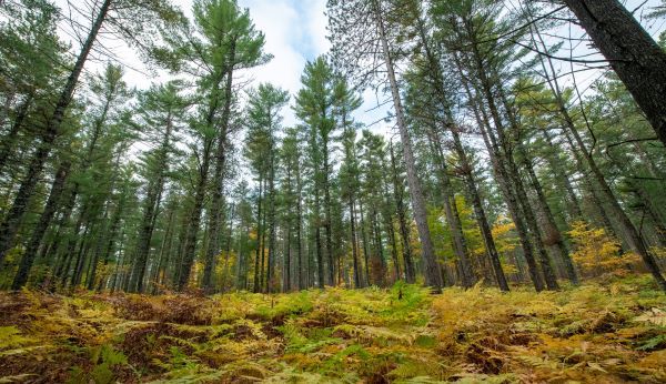 An image of tall trees from the perspective of the forest floor