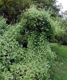 Mile-a-minute weed thicket