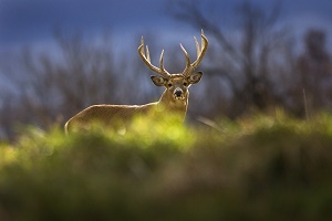 white-tailed buck, chest deep in grass, facing the camera with forest in the background