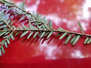 A hemlock branch with one small, white ovisac