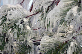 Ice encases pine boughs.