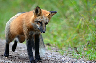 A red fox is shown walking along a forest road.