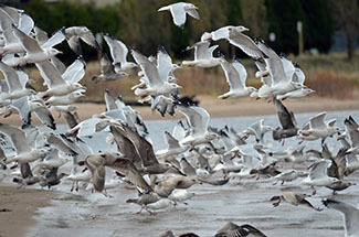 A group of gulls lifts off the ground all at once.