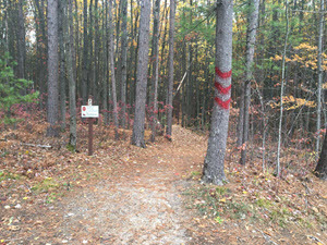 A footpath extends into a forest during the autumn