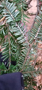 A hemlock branch with adelgids