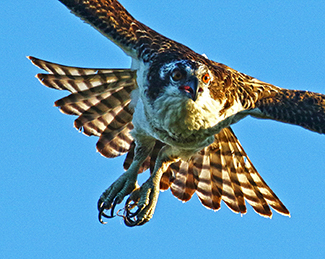 A close-up view of an osprey in flight is shown.