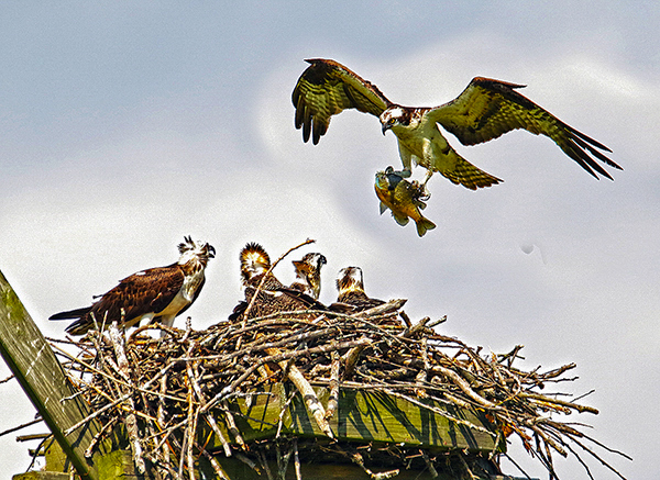An adult osprey brings a panfish back to young at the nest.