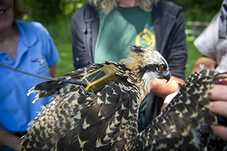 A close-up photo of an osprey fitted with a GPS transmitter is shown.