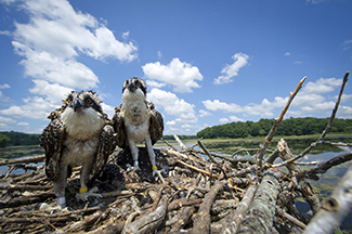 Two young osprey are shown sitting in a nest.