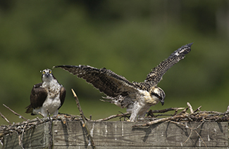 An adult osprey and a young bird are shown on a nesting platform.