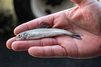 A close-up view of an Arctic grayling, held in the palm of a hand, is shown.