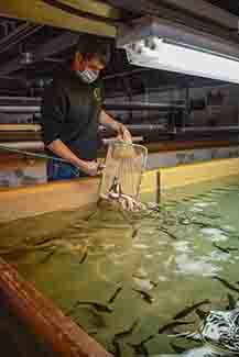 Arctic grayling are poured from a net into a raceway at the Marquette State Fish Hatchery.