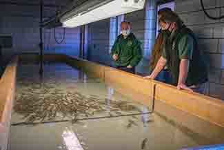 Fisheries staffers observe Arctic grayling in their new surroundings at the Marquette State Fish Hatchery.