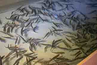 Freshly transferred Arctic grayling are shown swimming around in their new surroundings.