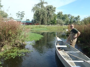 A man in waders in a pond by a rowboat