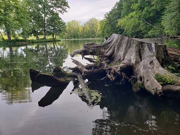 An old stump protrudes from a scene of calm waters and quiet.