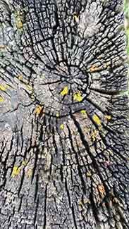 The cut end of an aging log is shown, with its numerous cracks in the wood.