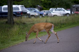 deer in parking area