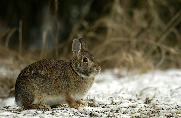 A cottontail rabbit sits in the snow