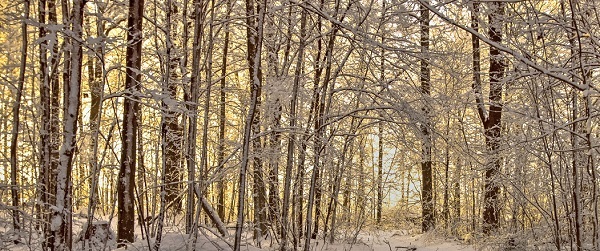 sunlight streams through trees with fresh snow on the ground