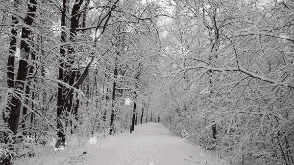Snowflakes falling on a winter trail