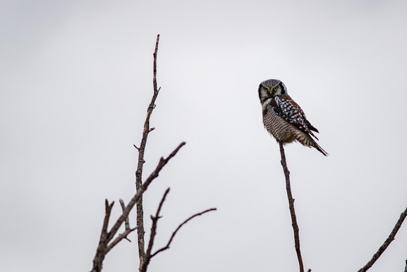 northern hawk owl