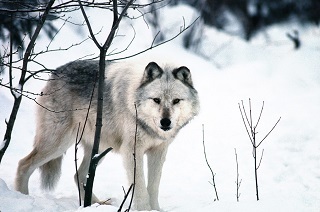 front view of a gray wolf in the winter woods