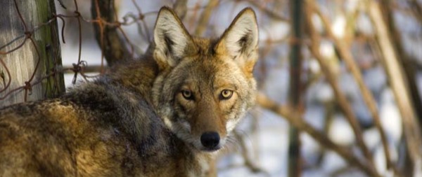 coyote