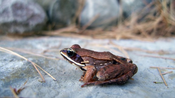 wood frog