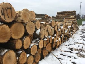 Logs wait to become wood products.