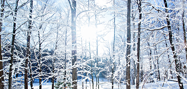 sun shining through snowy forest