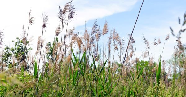 Tall, invasive phragmites plants 