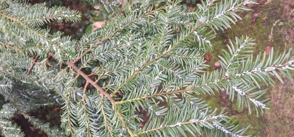 Tiny white adelgids are visible on a hemlock branch