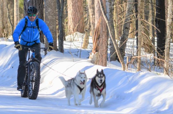 A man on a bike in the winter with two dogs