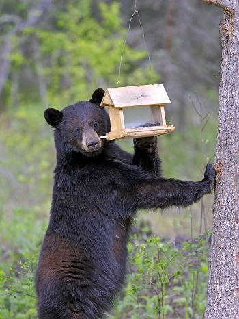 An upright black bear, looking at the camera, pawing at a yellow bird feeder hanging from a tree