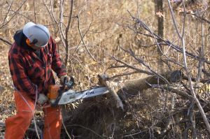 A man uses a chainsaw to cut downed\, dead wood from a state forest. 