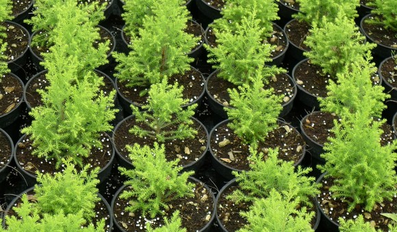 Trees in pots - image via unsplash, photographer Soo Ann Woon