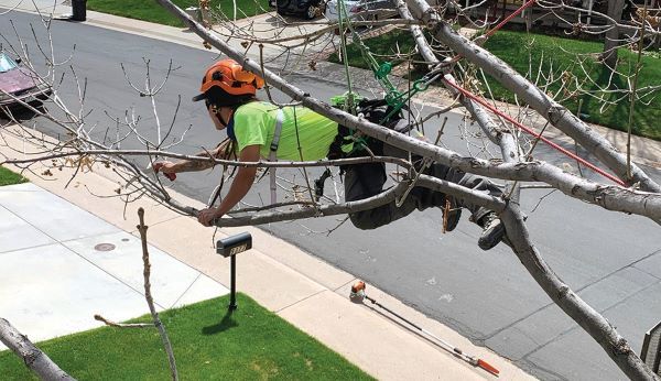 A woman in safety gear from Integrity Tree Care LLC climbs and prunes a tree