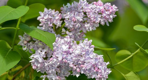 A closeup of lavender lilac flowers