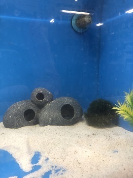 Moss ball in aquarium tank
