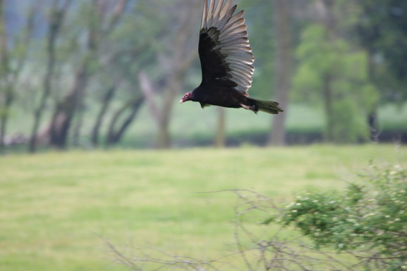 turkey vulture