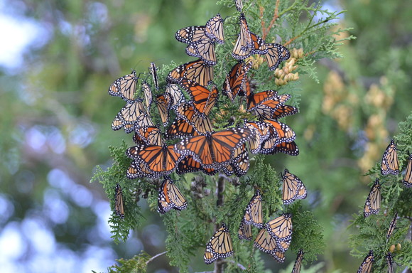 monarch migration