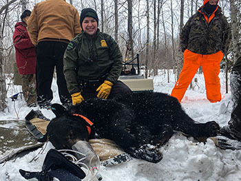 Michigan Conservation Officer Jessica Curtis is shown during a winter a bear den check.