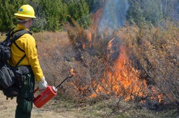 A firefighter in protective gear conducts a prescribed burn in brushy grassland