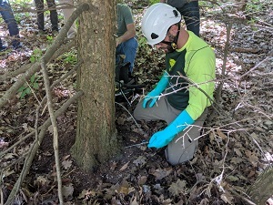 Technician injecting treatment into a hemlock tree trunk