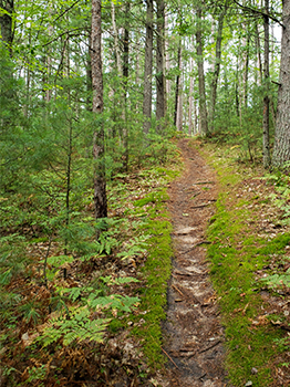 A peaceful trail from the Sands Lake Quiet Area is shown from Grand Traverse County.