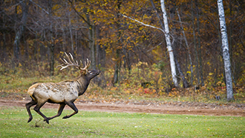 A bull elk is shown from the Pigeon River Country in the northern Lower Peninsula.