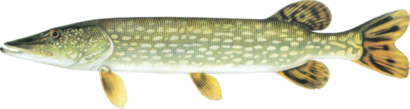 Northern Pike 